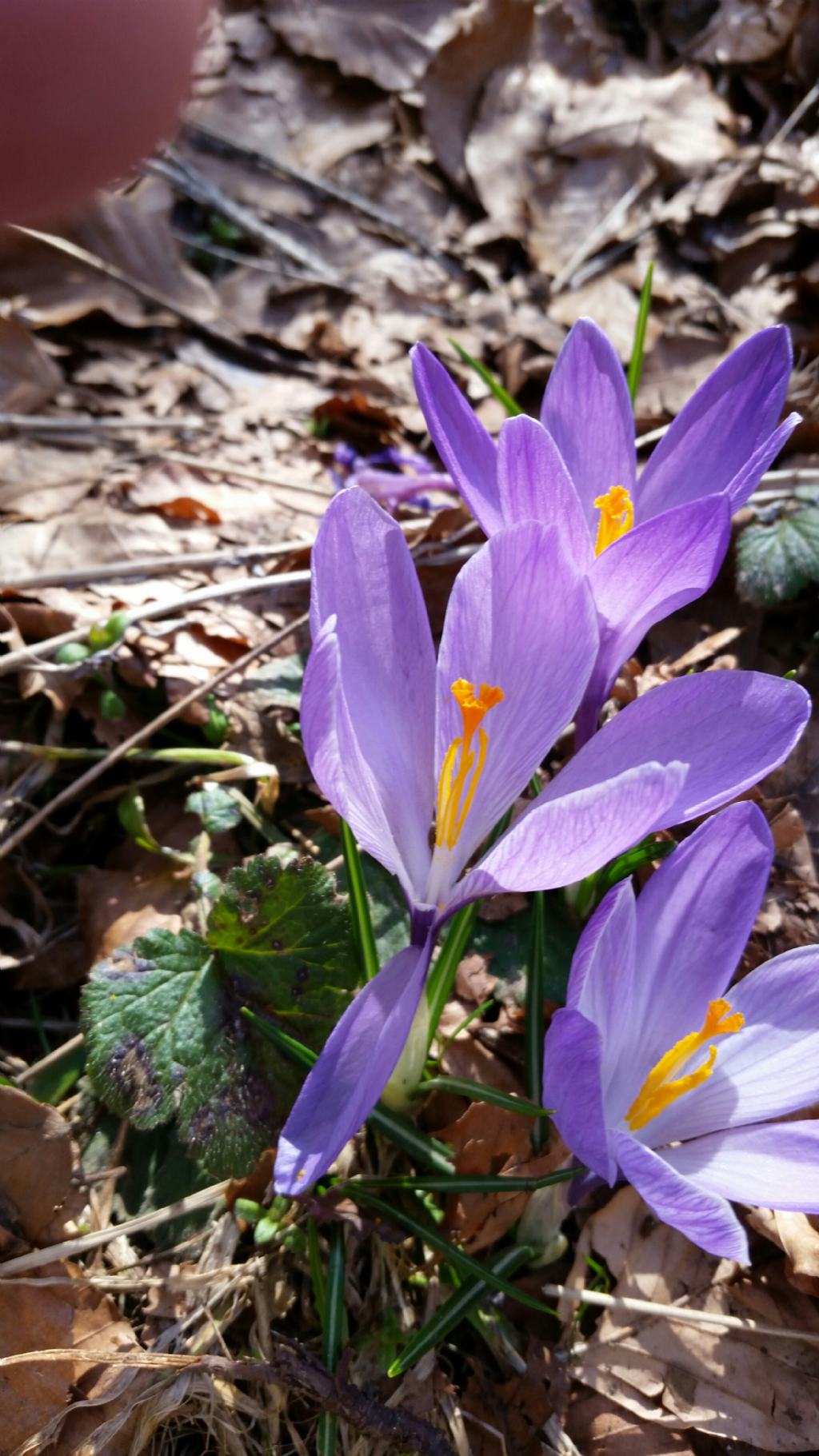 Crocus sp.